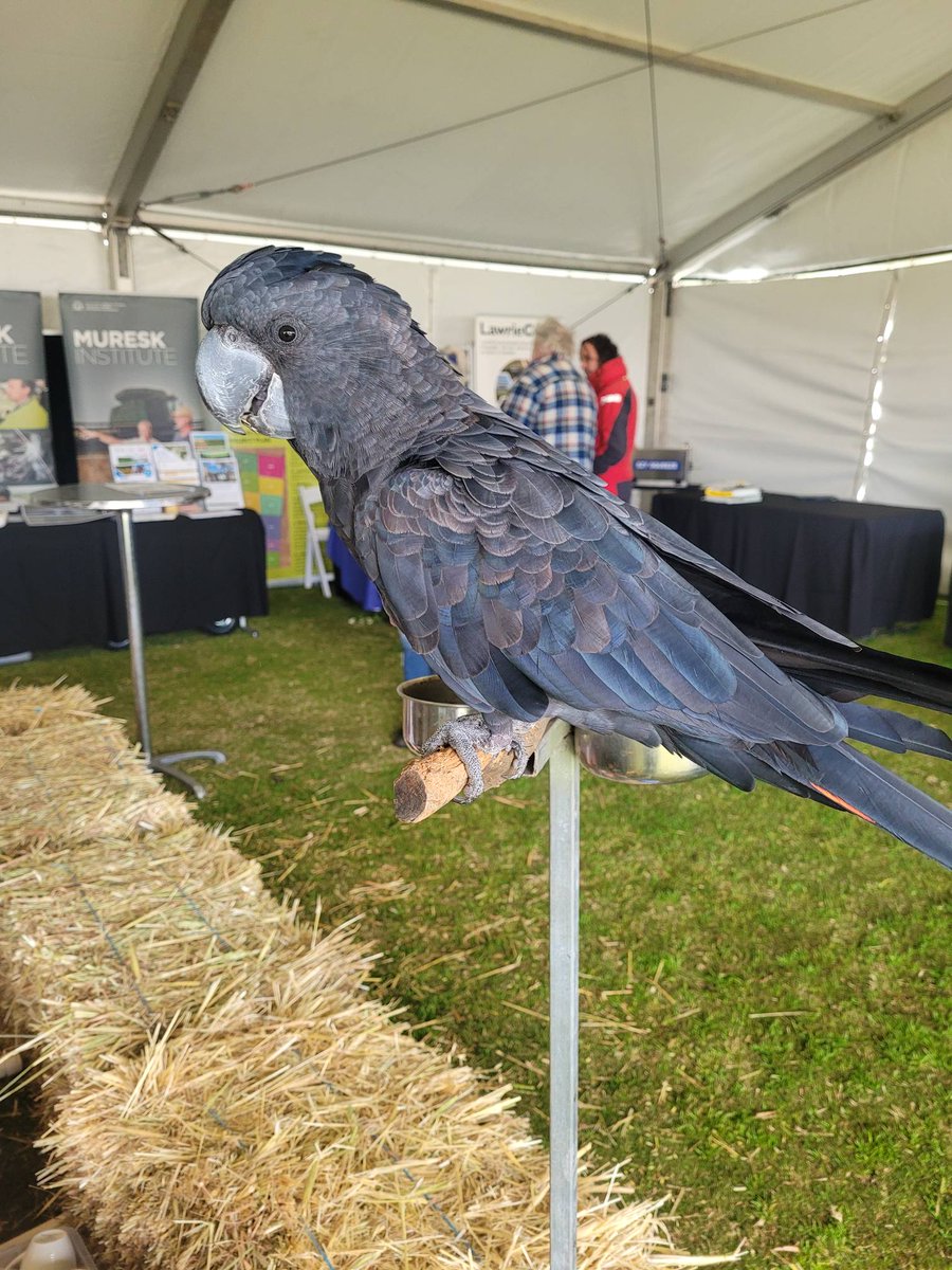 Here we are set up at 2022 Dowerin Field Day! Come say hello! We've got information on our Rangers native seed collection, feral animal support, dung beetles (guess how many are in the jar and win!), and native animals!
