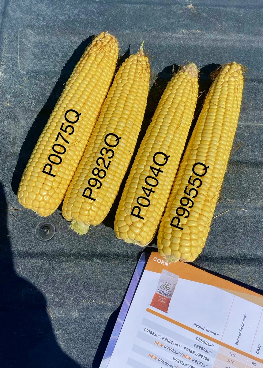 wardynmi's tweet photo. Pretty solid group of Qromes      ⁦@PioneerSeeds⁩ https://t.co/eHo2foMu6r