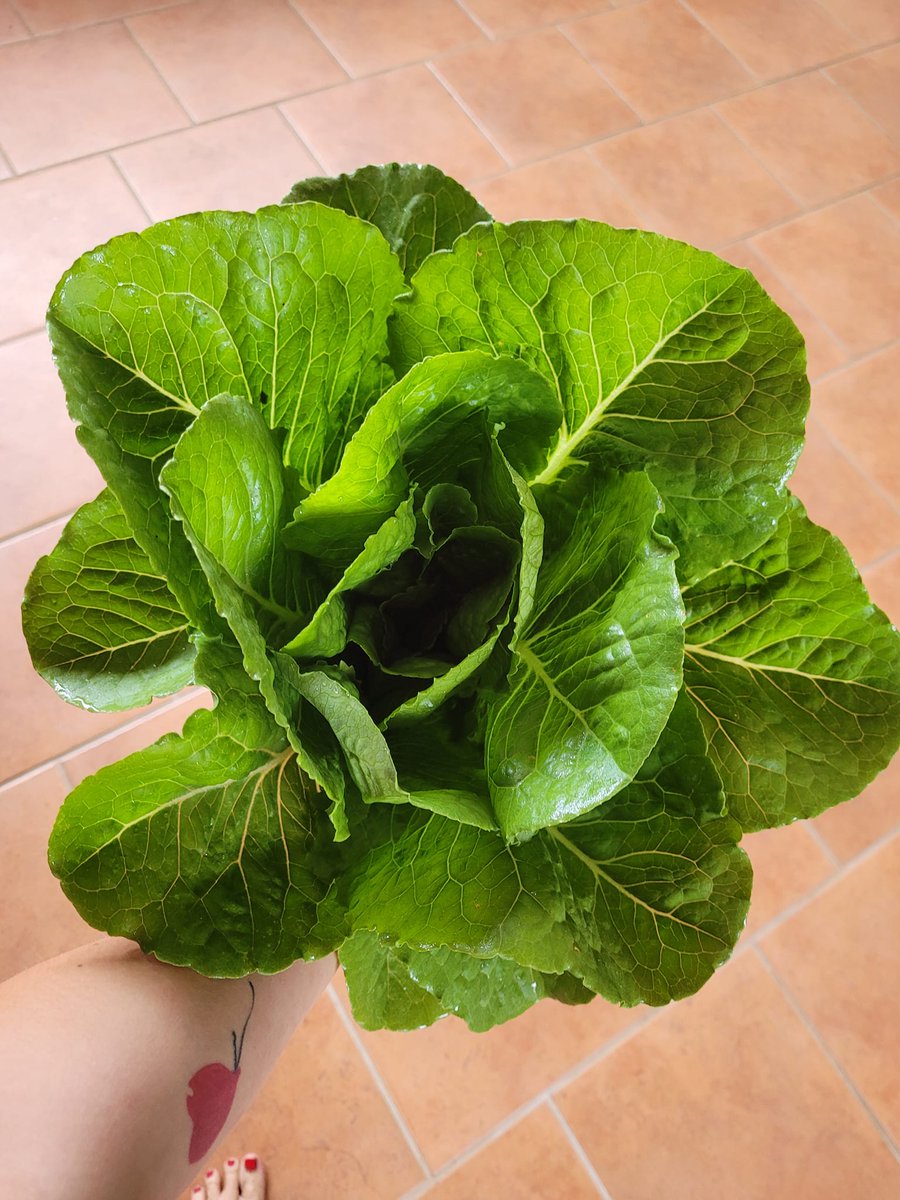 NewfoundlandNa's tweet photo. We're having a harvest day in the gardens today!🌱
#newfoundlandandlabrador #newfie #newfoundland #explorenl  #newf #nature #newfielife #newfoundlandlove #newfoundlander  #foraging #ComeHome2022 #homesteading 
#gardening  #mothernature #NN2022 #naturalmedicines https://t.co/PUDWpYN9TT