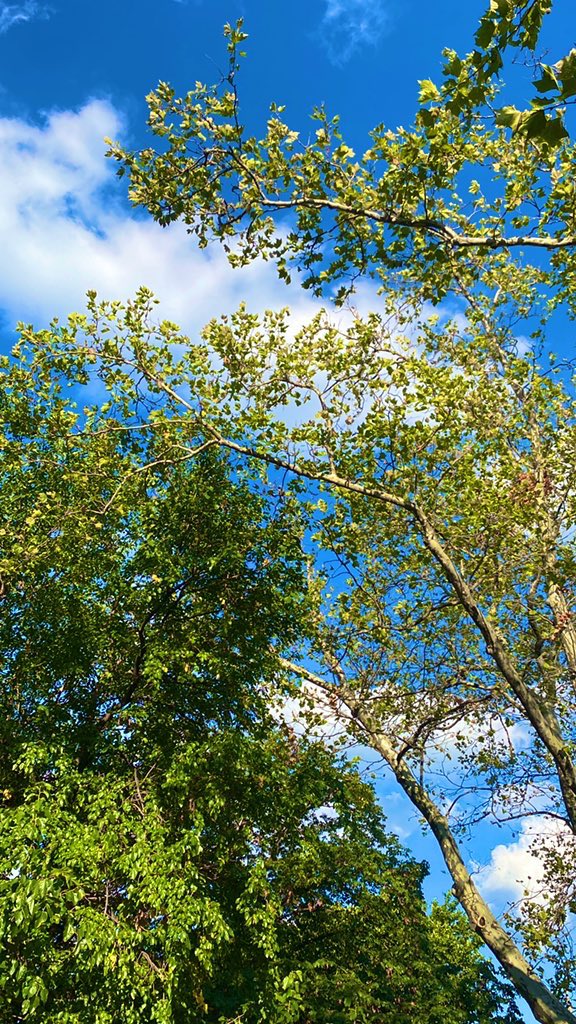 PautaLiz's tweet photo. Ya por fin me gusta la soledad. 🌿 Solo estos arbolitos y yo. Bonito día, bonito verano. https://t.co/o615ynfSKH