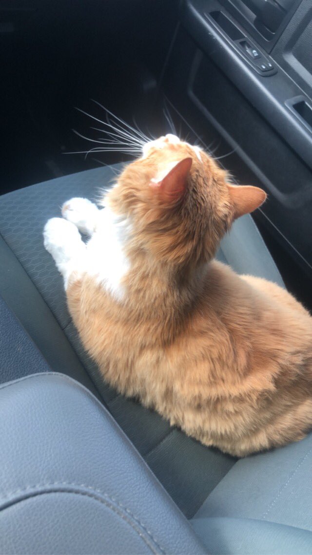 KOLcharmer's tweet photo. On the good news front: Remi’s diet imposed by @Carsonic_Boom means he didn’t trip the seatbelt alarm on the way to the groomers this time 🤣🤣🤣#FatCatProblems https://t.co/nHDrDsRLHT
