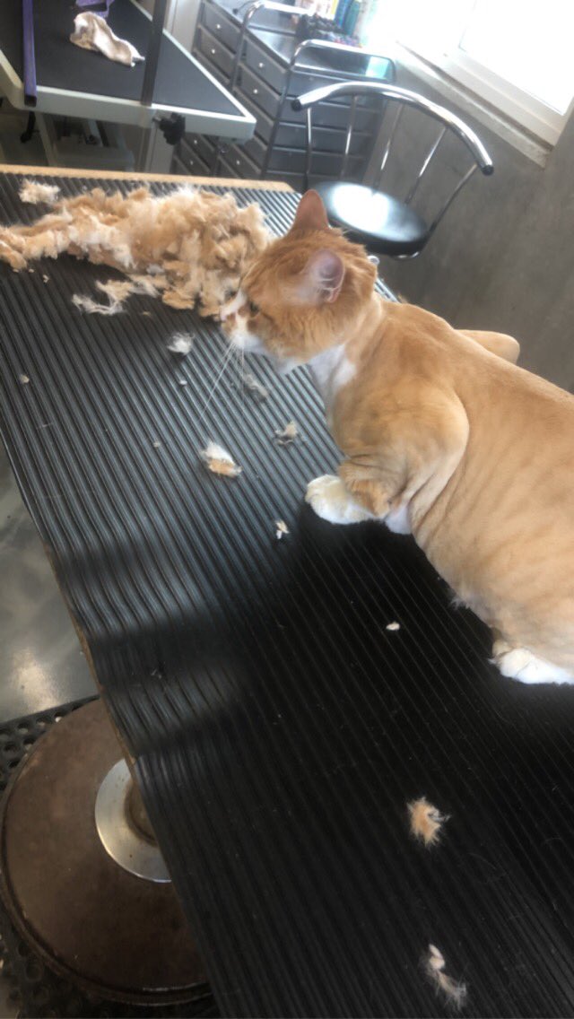 KOLcharmer's tweet photo. On the good news front: Remi’s diet imposed by @Carsonic_Boom means he didn’t trip the seatbelt alarm on the way to the groomers this time 🤣🤣🤣#FatCatProblems https://t.co/nHDrDsRLHT