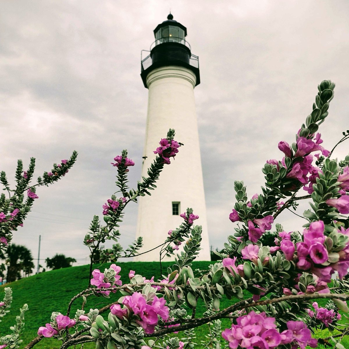 portisabeltexas's tweet photo. Blooming Purple Sage frames the historic Port Isabel Lighthouse! Open summer hours through September 6th. Thursday's movie at the Lighthouse is "Boss Baby Family Business"!
#txhistcomm #portisabeltx #texastodo #lighthouse #bossbabymovie #sopadre #spi https://t.co/8RSajAzeYb
