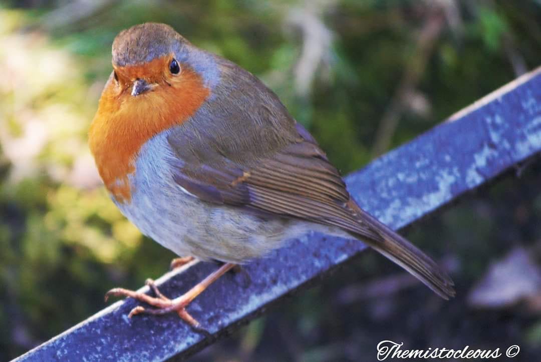 Irene4them's tweet photo. #photography #PHOTOS #birds #Robin #NaturePhotography #nature #wildlife #nikonphotography #nikon https://t.co/VYQifssFjj