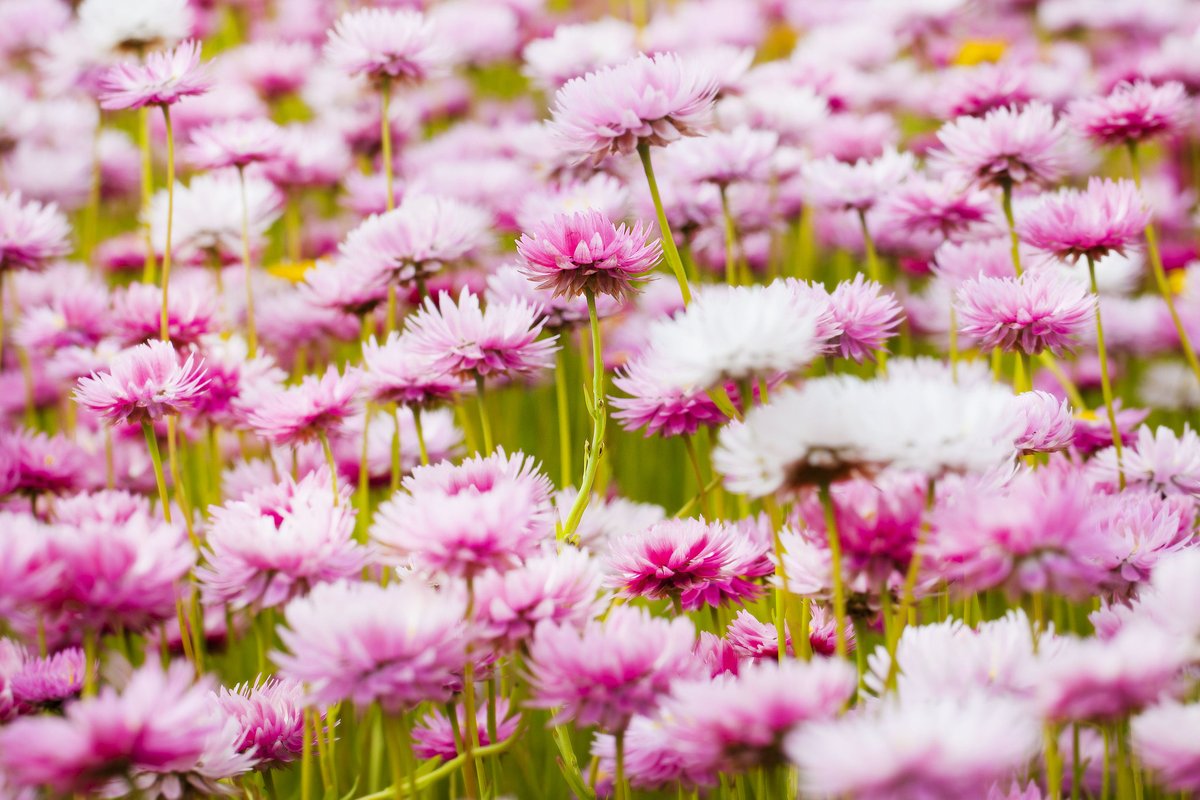 AustralianBG's tweet photo. #StartingThisWeek Get ready for our first Connection Garden walking tour for spring!🌺🚶 

From 11am every Friday, explore the roofless museum of plants through time and their relationships with humans and wildlife.

Explore more: https://t.co/Kh0A1iUZqF https://t.co/PAQ5dzoCV5