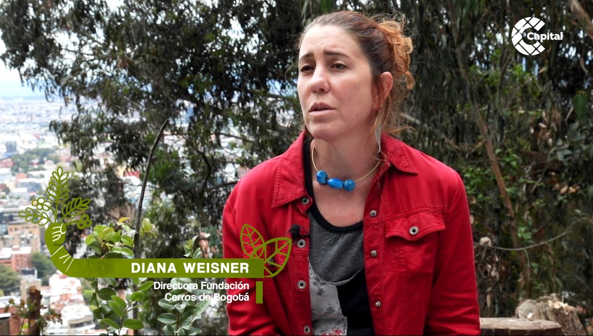 CanalCapital's tweet photo. ⭕ #ENVIVO | Los campesinos sienten gran preocupación por la expansión urbana y los proyectos productivos que buscan abrirse espacio en la ruralidad. 

Diana Weisner, directora de @CerrosdeBogota, se refirió al tema. 

Acompáñanos en #BogotáComensal: https://t.co/PqGXlwjHT2 https://t.co/6PvzJI1bLd