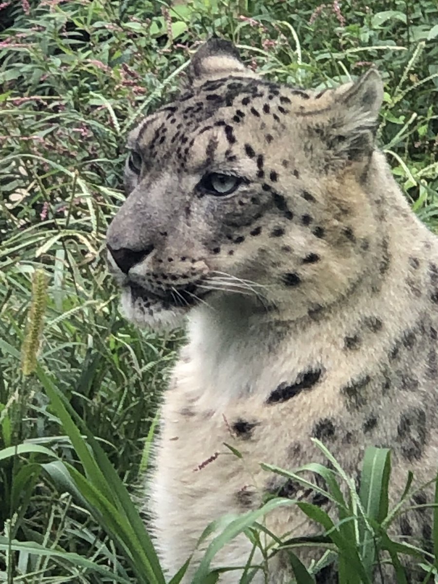 Nice Kitty, Nice Kitty! <a href="/NiabiZoo/">Niabi Zoo</a> #SnowLeopard