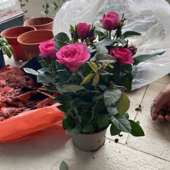 Aslında bir ses bile insan a yanliz olmadigini hissettiriyor 🌹🌹🌹☺️ iyi geceler