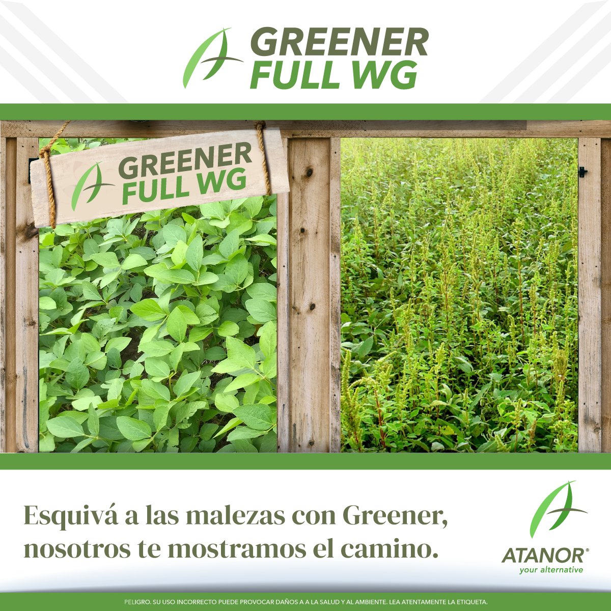 atanorarg's tweet photo. #GreenerFull es un herbicida de acción sistémica y residual, mediante aplicación en pre-emergencia y post-emergencia, con amplio espectro de control de malezas, tanto gramíneas como latifoliadas. https://t.co/iMK4BRhIPu