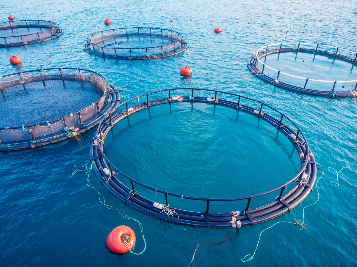 Does the growth of the Atlantic salmon aquaculture industry require more marine resources? Researchers from <a href="/Deakin/">Deakin University</a> have found that by using fish oil and fish meal wisely in feeds for farmed Atlantic salmon, growth can be supported into the next century: bit.ly/3ChBRyO