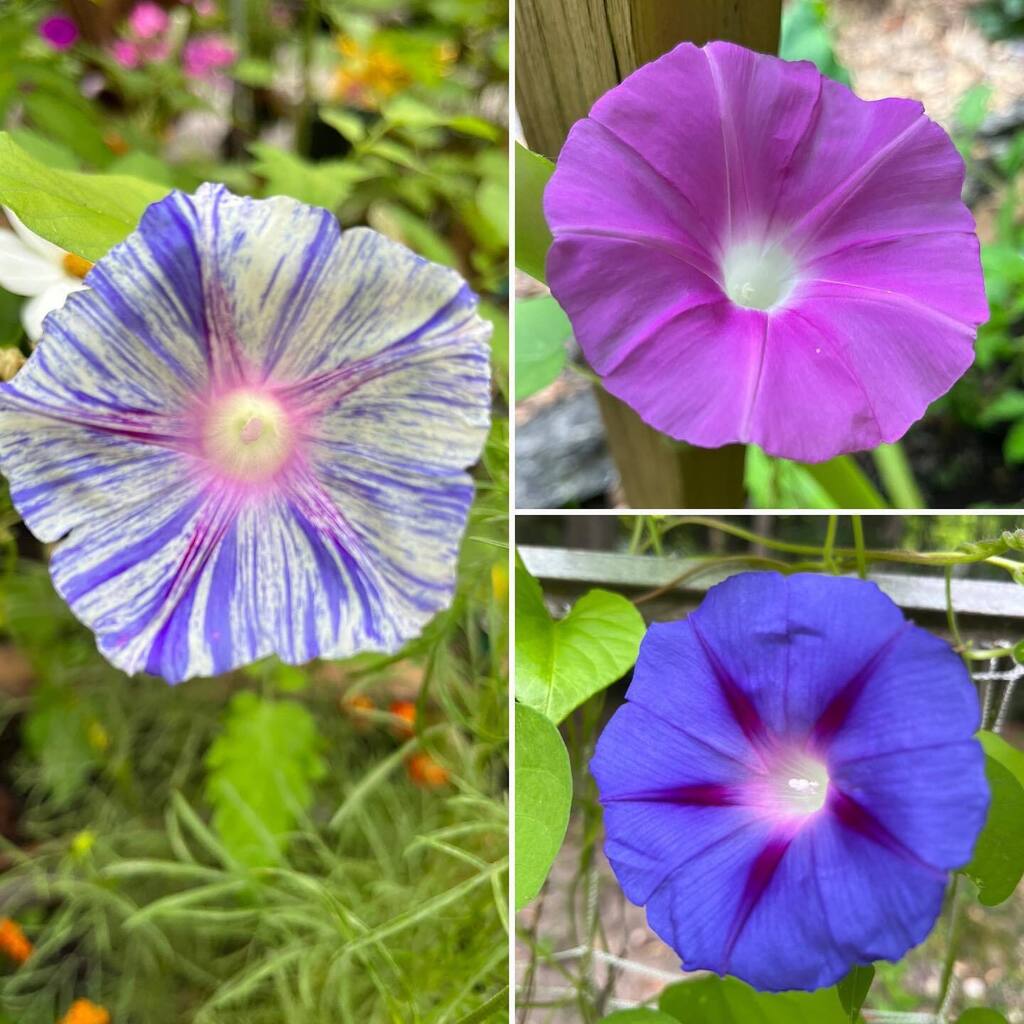 realmencrochet's tweet photo. They keep blooming!

#morningglory 
#morningglories #flowers https://t.co/ExL454r0ll https://t.co/cA0oCiOM0V