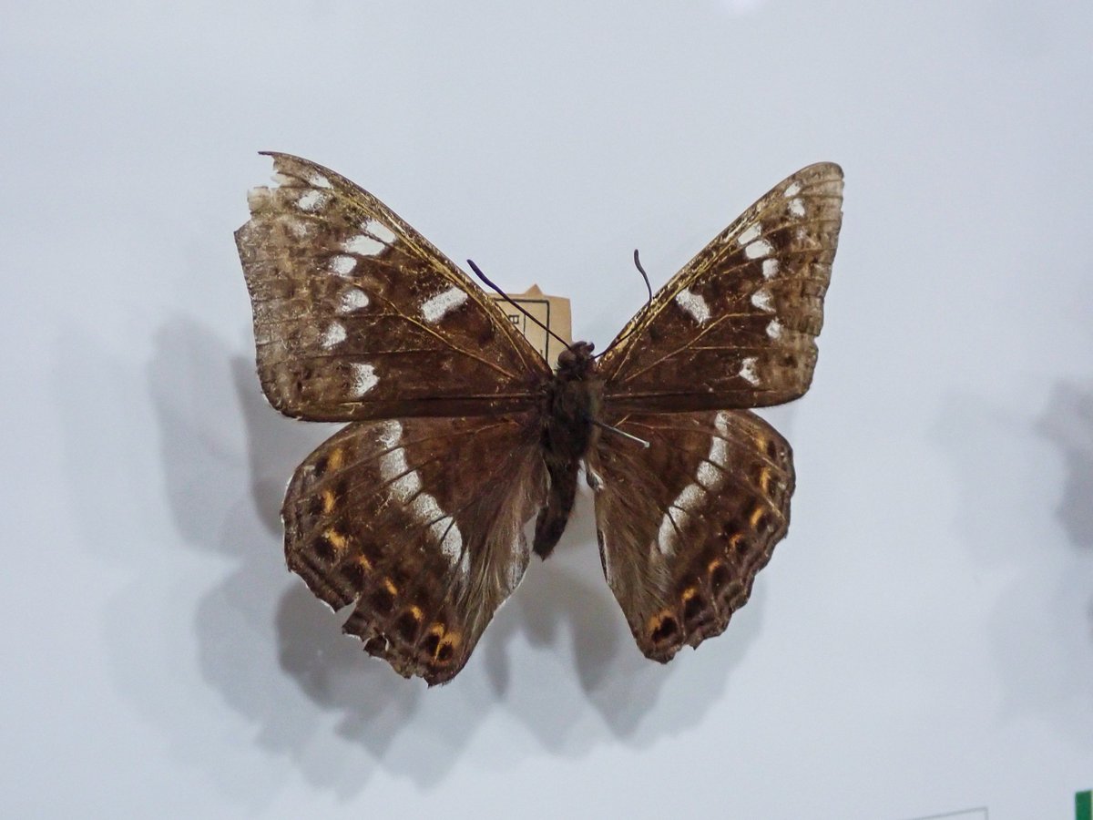 この標本は、埼玉県内で採集されたオオイチモンジです。県内では50年