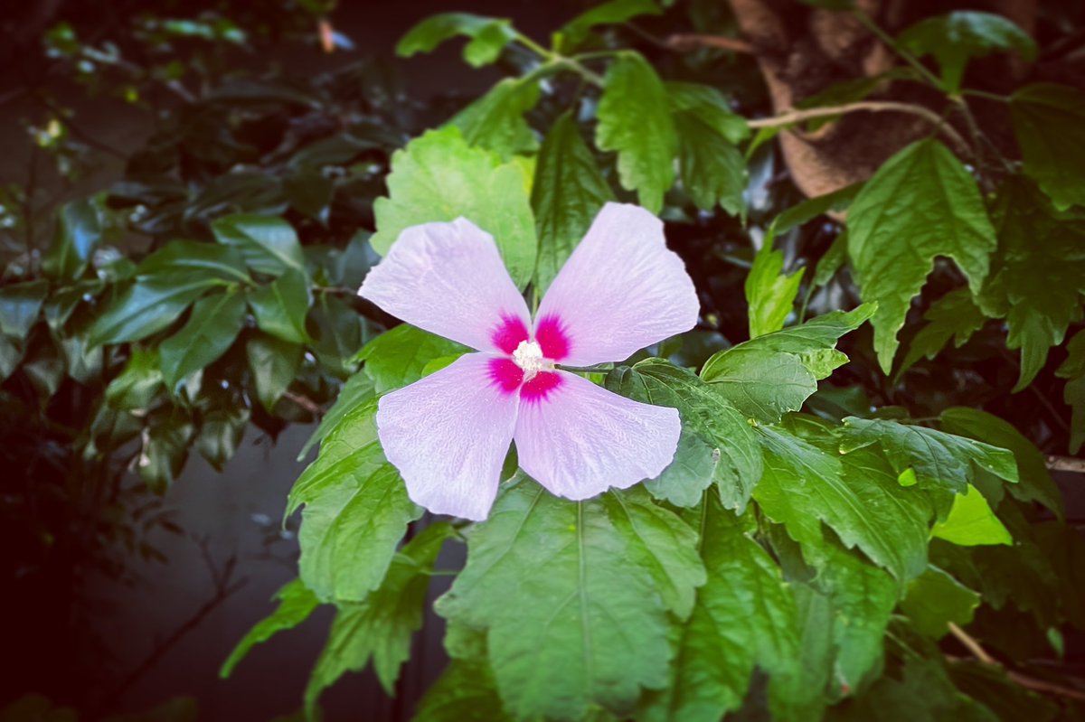 necohira2's tweet photo. #Bonjour / #Hello / #早上好 / #좋은
#buổisángtốtlành #Selamatpagi
#शुभप्रभात صباحالخير# #อรุณสวัสดิ์
#Haveaniceday😊
#AmazingAsia 🌲
#EnjoySummer🍧
#Life with #Flowers🌸 & #Cleanair☘️
Supporting #MSF🇫🇷 & #WFP🇺🇳 #Now
#地球幸福時間⏳
#花 #緑 #きれいな空気
#iPhonephoto https://t.co/nEhpNP3Bqk