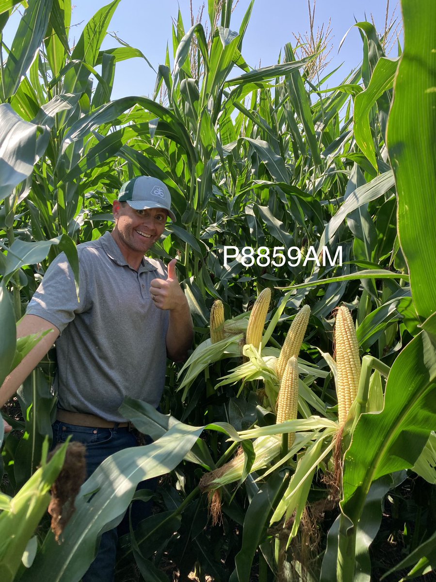 RetzlaffDoug's tweet photo. Pioneers New P8859AM looking great in Wells County today with Pioneer Agronomist Jesse Moch! #corn #pioneerseed https://t.co/ZxGnFeggA6