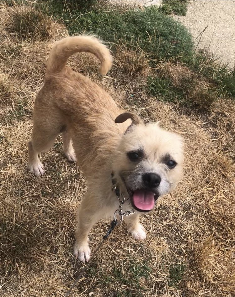 TuffTails's tweet photo. Shirley was adopted woo hooo!!! https://t.co/IA1XceTTUb