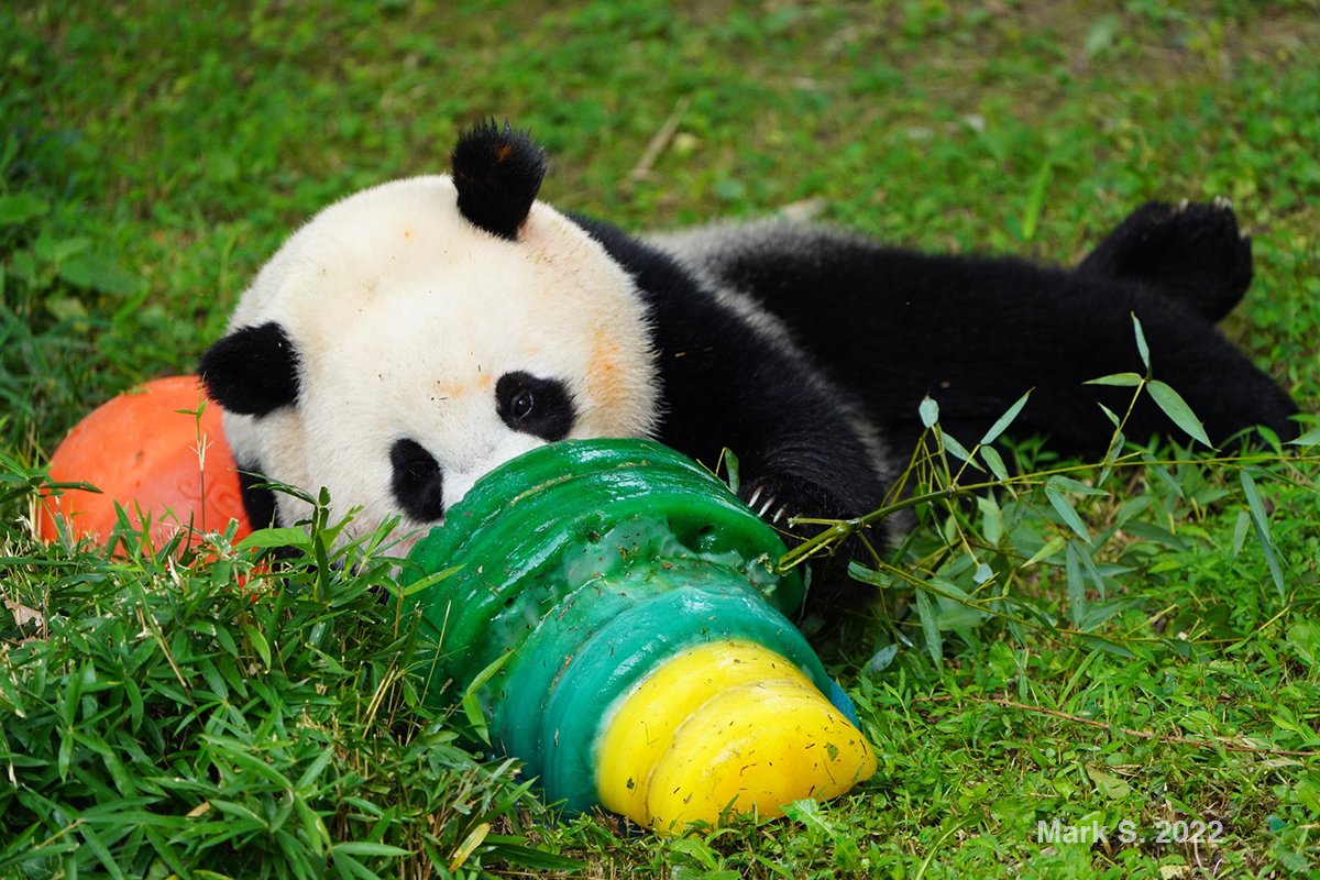 somesay's tweet photo. Thank you, Mark S. and @OCEyeGal, for sharing these precious photos of the bearday boy, #XiaoQiJi!
#pandastory #xiaoqiji #panda #pandas #giantpandas #Pandaversary https://t.co/WKtDc6O43u