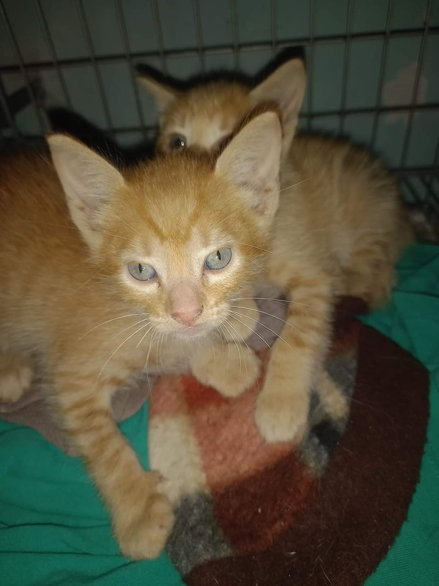 koalandeMichi's tweet photo. fueron abandonados  estos hermosos  bebes, Quisiera  que fueran juntitos x que juegan juntos todo el rato!!!  solo a gente  que podrán tenerles bien  y que no tengan luego  muchos animales...0981211459... RT 👇🏻🙏🏻🥺 https://t.co/e7oXdp9urE