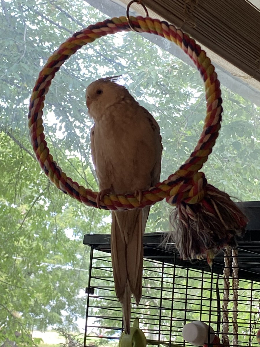 PearltheFlyGirl's tweet photo. Just hanging around 🪶 https://t.co/SWKv86QZke