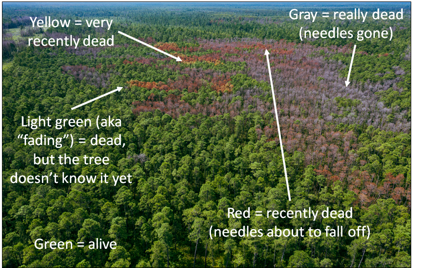 drdavecoyle's tweet photo. Visited a southern pine beetle (Dendroctonus frontalis) outbreak in the Francis Marion NF in South Carolina. Damage from this #foresthealth pest results in trees turning colors, fading from green to gray over time. Overstocked pine stands = high risk! 📷 by C. Sanders. https://t.co/xN4LzYcCmE