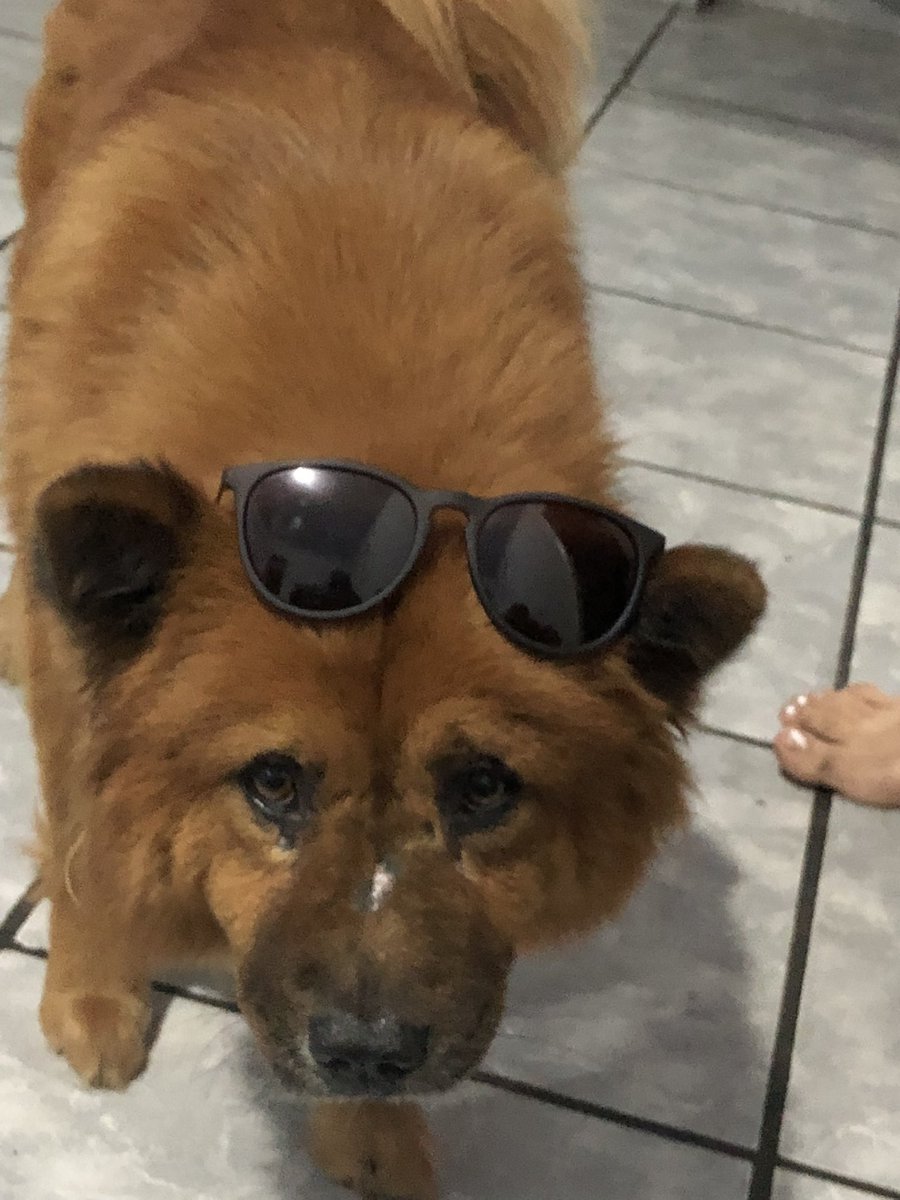 jereis04's tweet photo. a cachorrinha mais estilosa que você vai ver hoje 🥰 https://t.co/SBhDZOJ2Zs