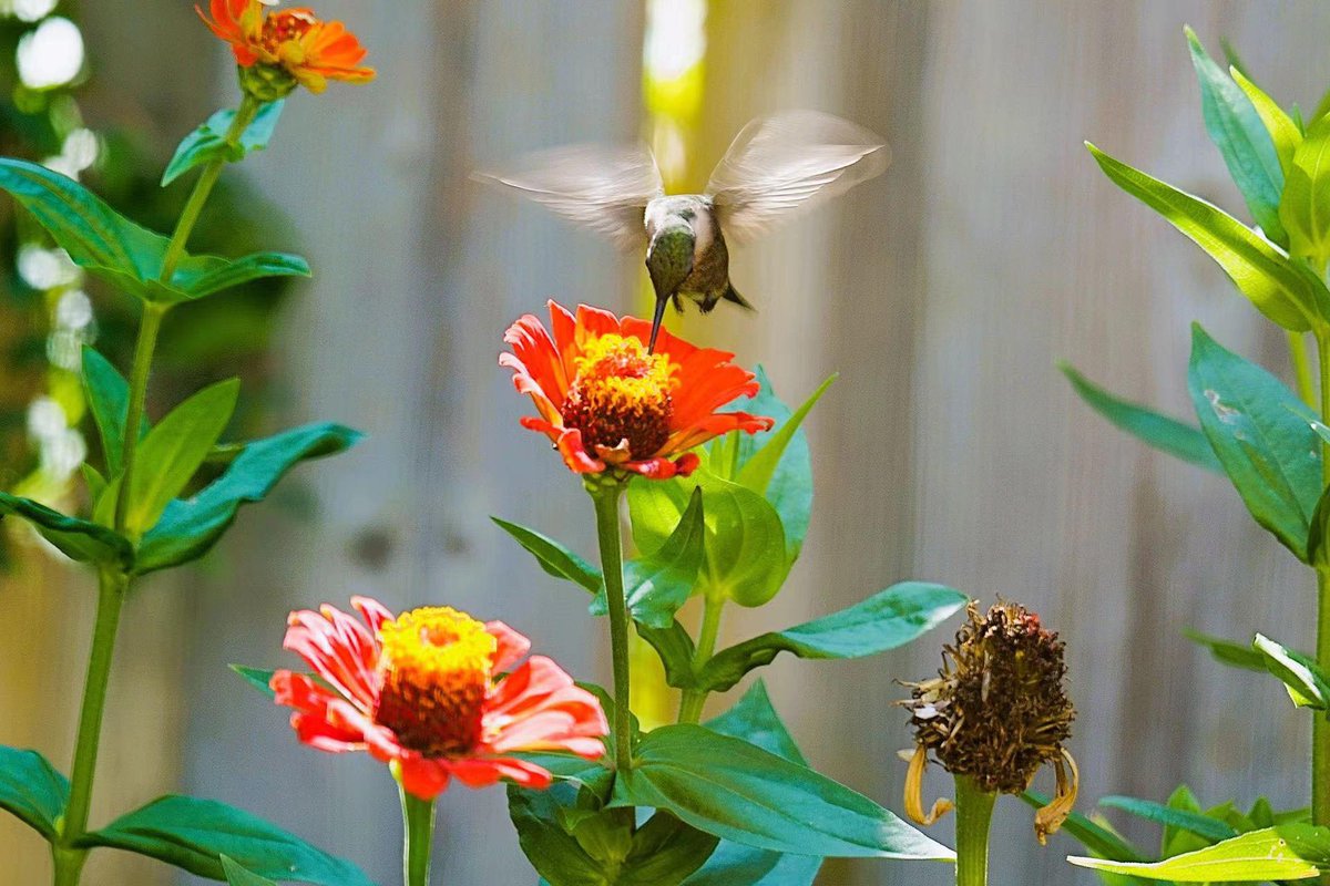 Simu Liu tweet media