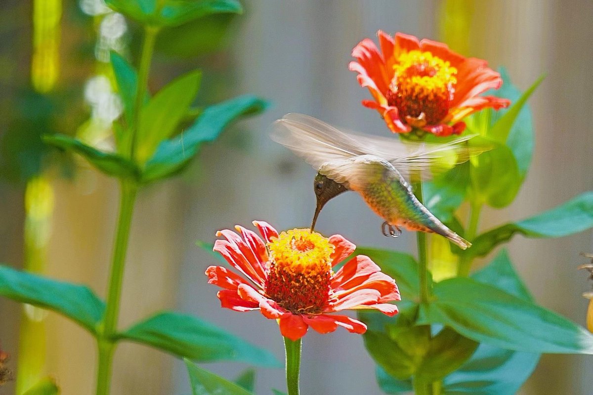 Simu Liu tweet media