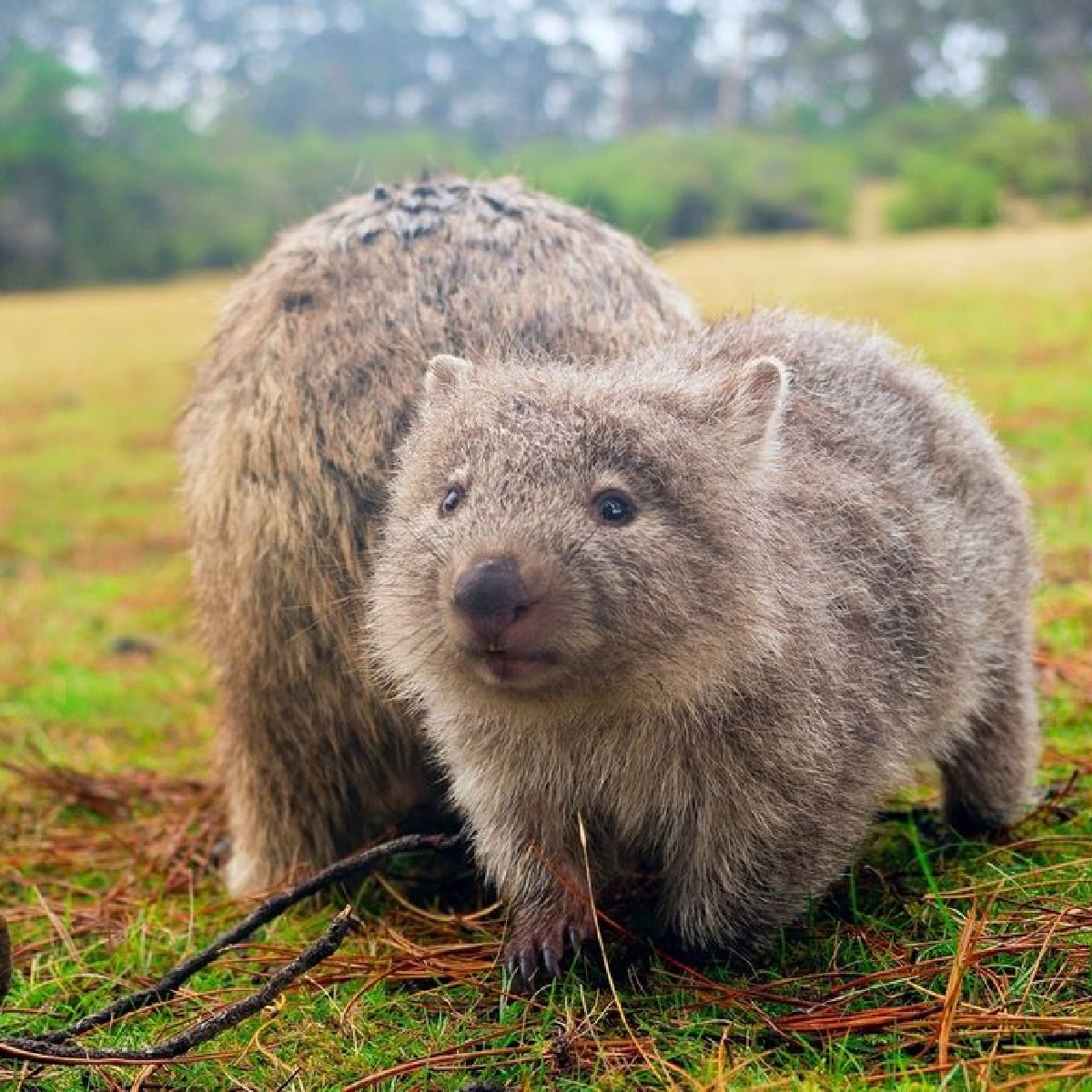 It’s hump day, so here’s your much needed furry pick-me-up! #wombatwednesday (Side note: don’t pick up wombats…) 📷 @mariaislandwalk 📌 Maria Island, @eastcoasttasmania