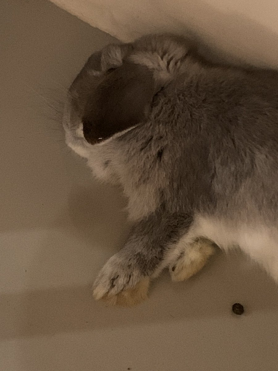 หนมเหนียว tweet media