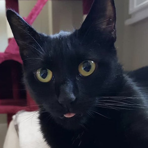 LupoLoz's tweet photo. BLEP 🤣🖤🐈‍⬛ 
#cupheadtwt #Cuphead #CupheadSeason1B #TheCupheadShow #cupheadshow #TheDevil #cupheaddevil #thedevilcuphead #cupheadthedevil #cupheadnetflix #cupheadmeme https://t.co/kP5gyzpHdV