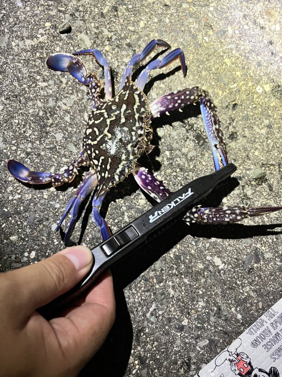 dorarafishing's tweet photo. カニが今熱い。 https://t.co/UegN4pB4jT