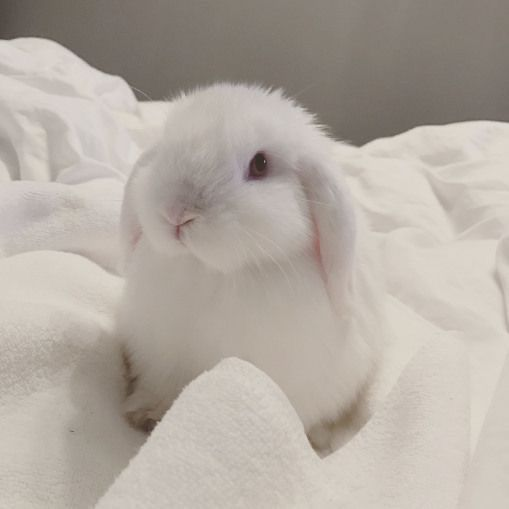 RabbitEveryHour's tweet photo. https://t.co/uoieeQGVLR