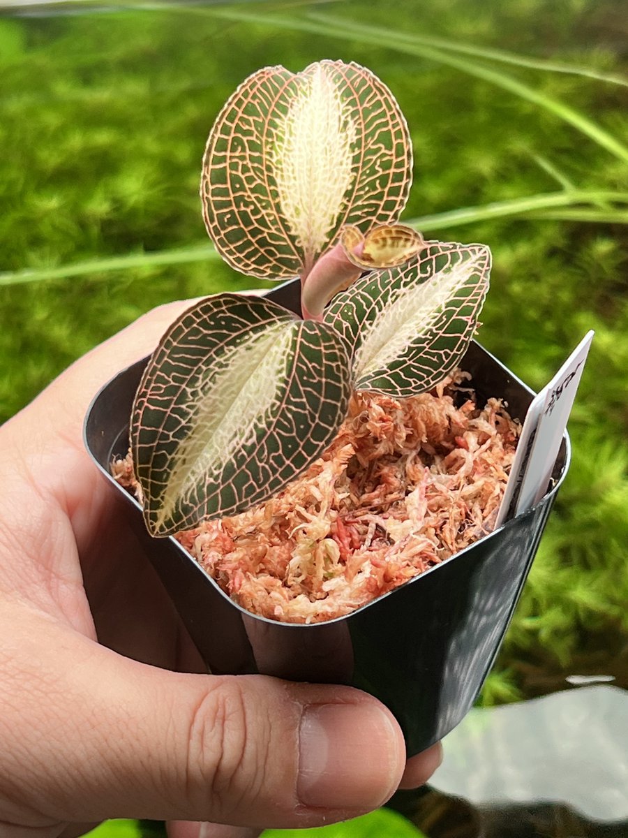 れんこん様専用 ジュエルオーキッド Www Balajiflowersusa Com れんこん様専用 ジュエルオーキッド Www Balajiflowersusa Com