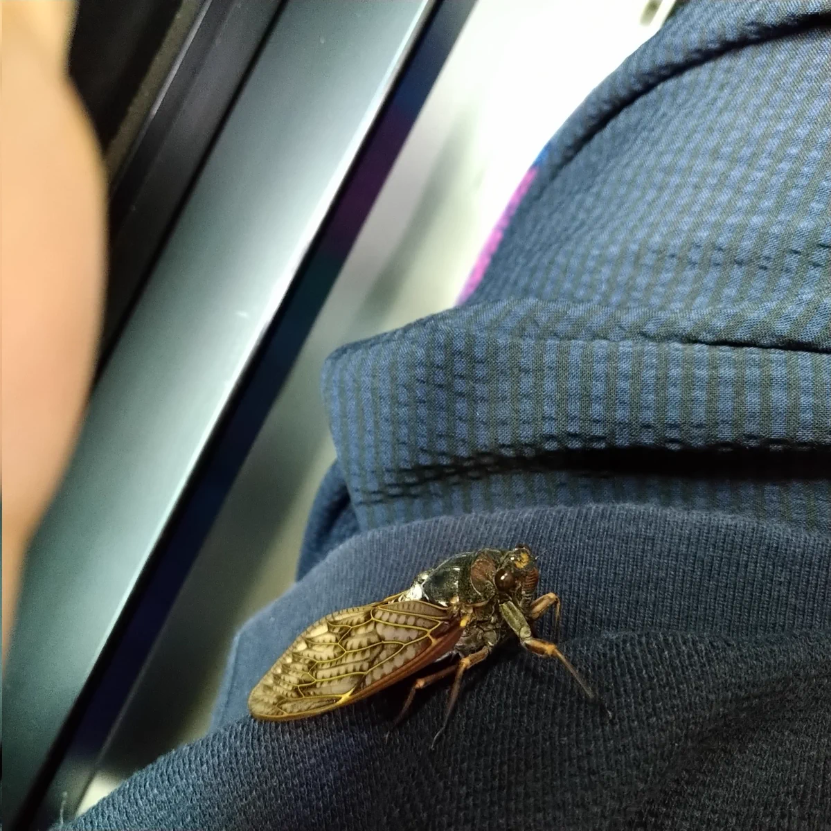お腹の辺りがカサカサ。その原因はなんと、アブラゼミだった！