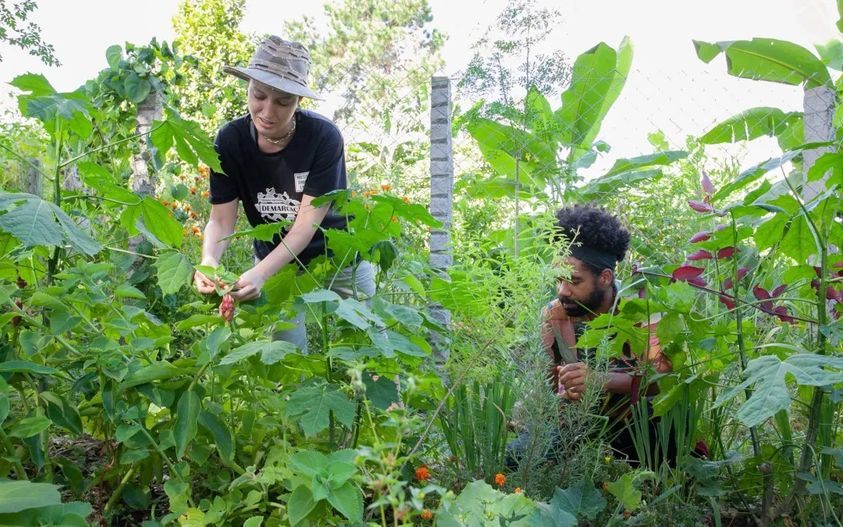 observapics's tweet photo. CULTIVO #BIODINÂMICO DE #PLANTAS MEDICINAIS é um dos temas abordados em nova edição do #BoletimEvidências do #ObservaPICS/#Fiocruz. Relata as experiências com hortos terapêuticos desenvolvidos partir de um curso da #FiocruzBrasília Confira: https://t.co/Y7iFVeNTdH https://t.co/Axp5VESXHs