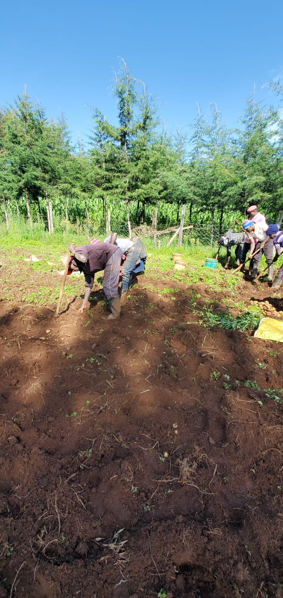 KilimoMedia's tweet photo. @finamwaki our potato farmer in Nakuru says August harvest was good, had good weather but she could barely break even owing to high farm inputs; seed &amp; fertilizer take half the cost of production. Farmers could benefit from much needed subsidies from government
#foodsecurity https://t.co/6q5UQqfAXg