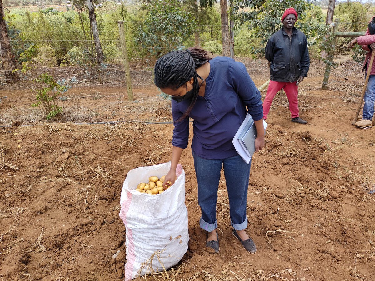 KilimoMedia's tweet photo. @finamwaki our potato farmer in Nakuru says August harvest was good, had good weather but she could barely break even owing to high farm inputs; seed &amp; fertilizer take half the cost of production. Farmers could benefit from much needed subsidies from government
#foodsecurity https://t.co/6q5UQqfAXg