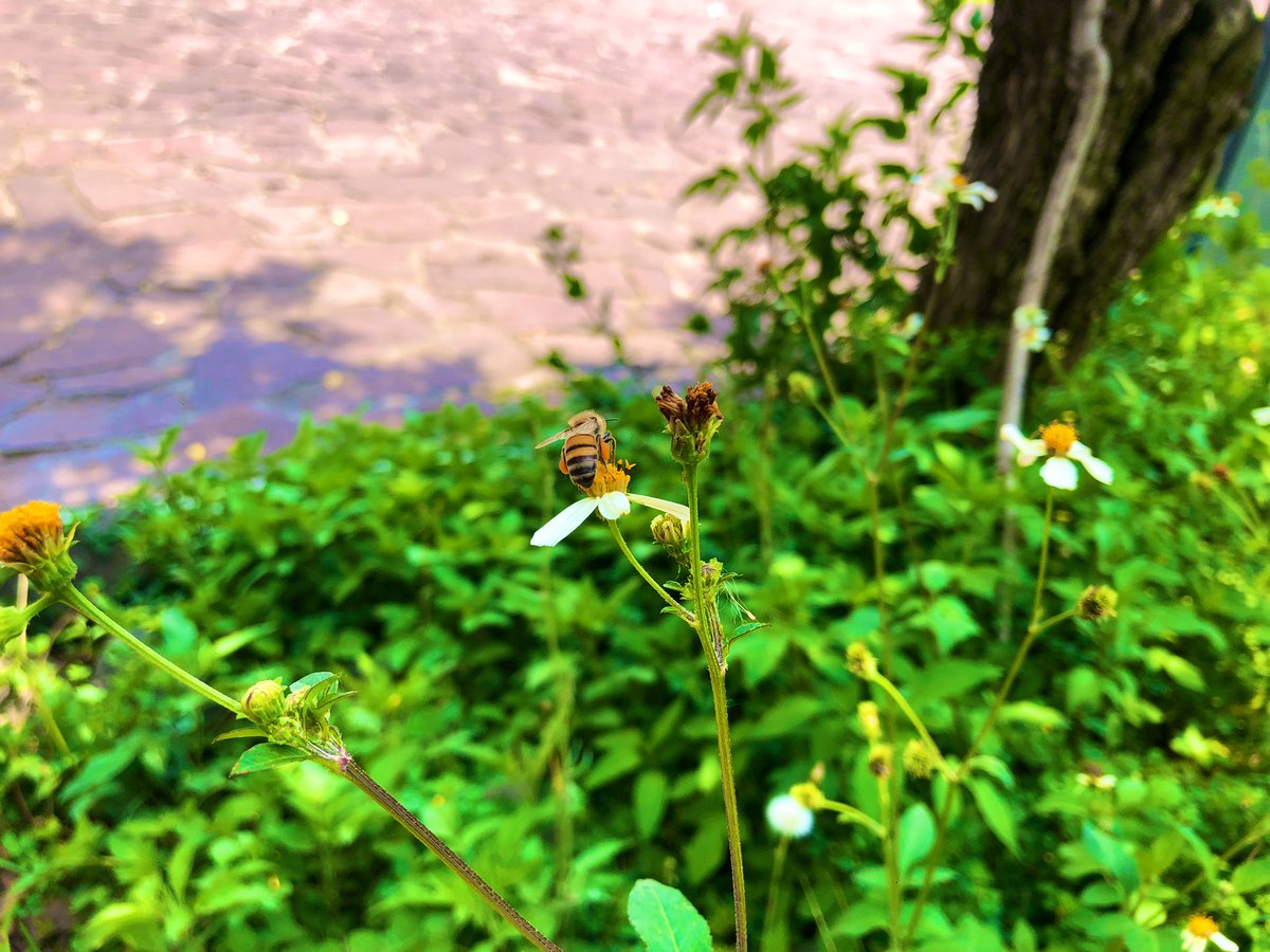 Whyzi11's tweet photo. 🐝 Bees are life🐝 https://t.co/h4ThQvNlaP