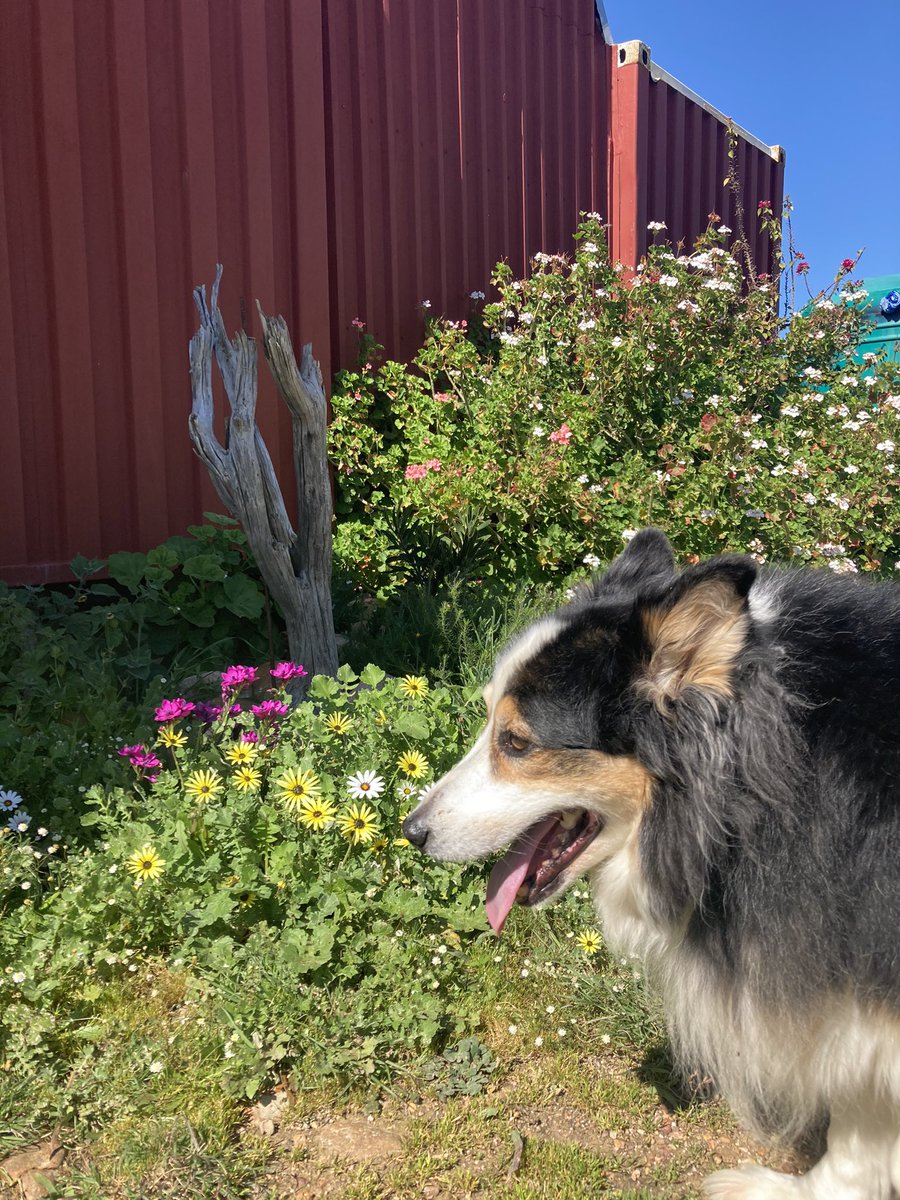 nicoletheron's tweet photo. She is a goofy fluffy nervous wreck. We both really really miss you @canfield https://t.co/DcHbZwUP3Y