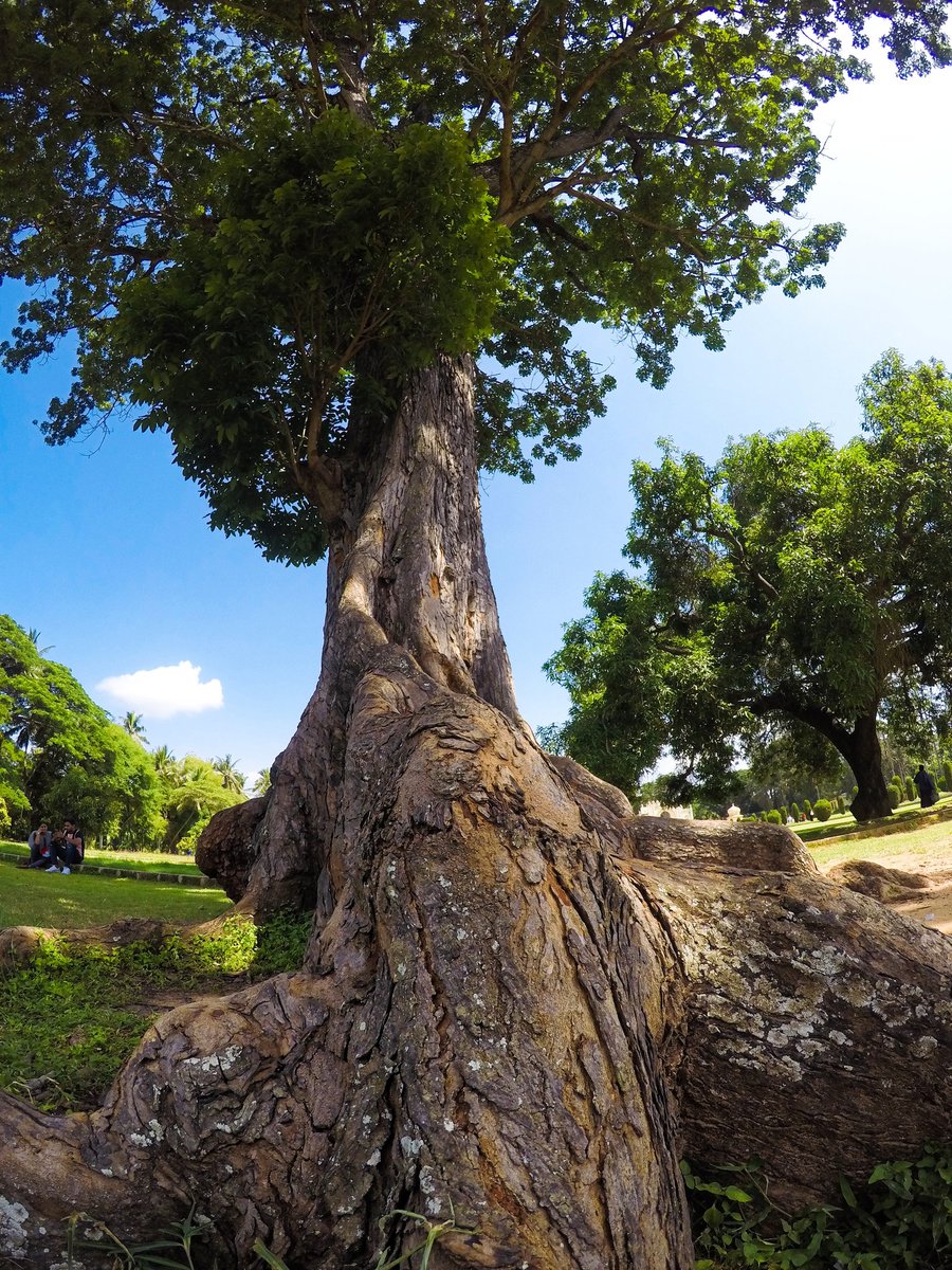 fotofilepanda's tweet photo. Happy Morning 🌞🌻

#trees #photography #NFTCommunity #India #nftphotography https://t.co/qsswJHEiaN