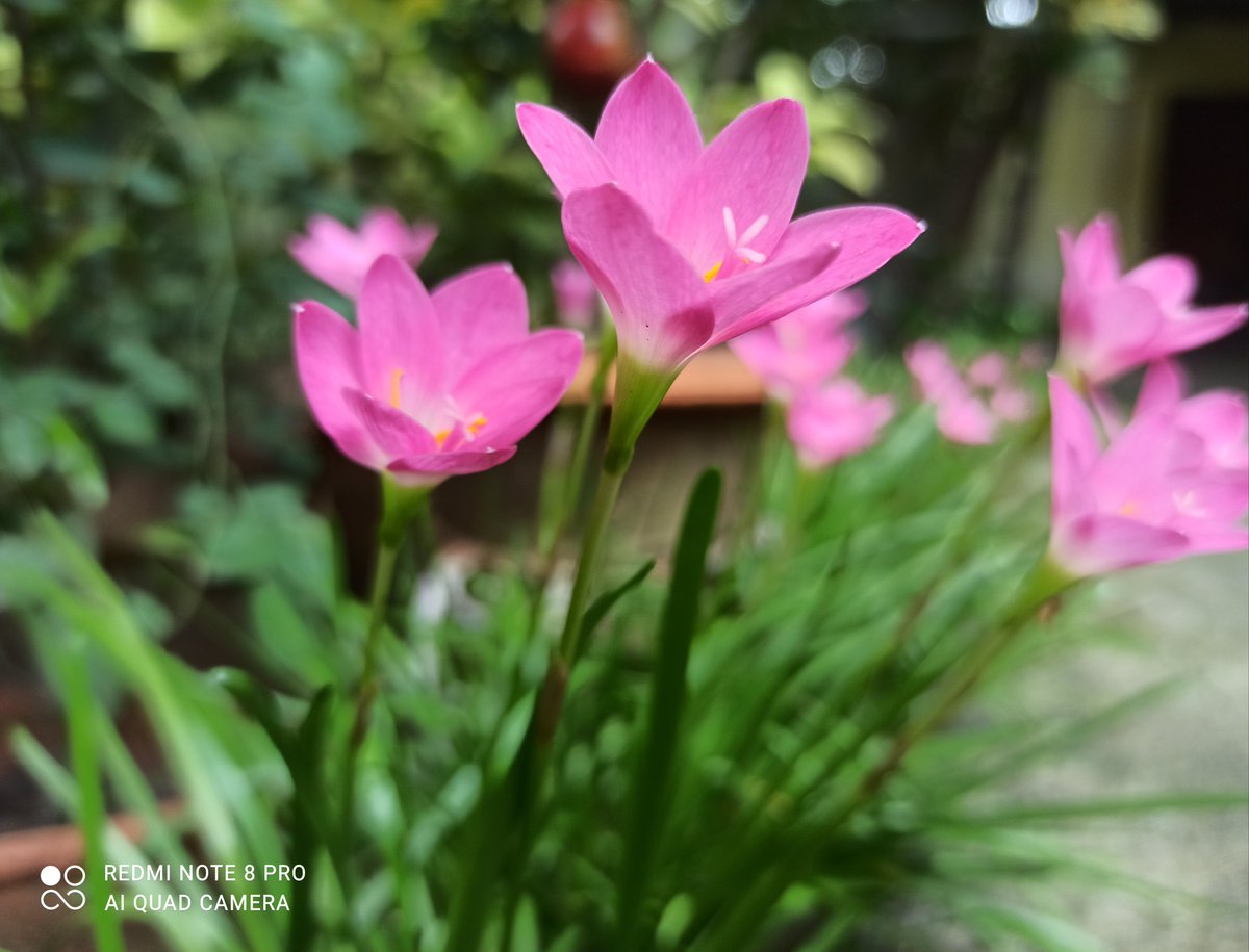 angelprashant's tweet photo. Ultimate aim in life is to flower!
More Rain Lillies from my garden π‘
#GardeningTwitter https://t.co/S72UE984Bo