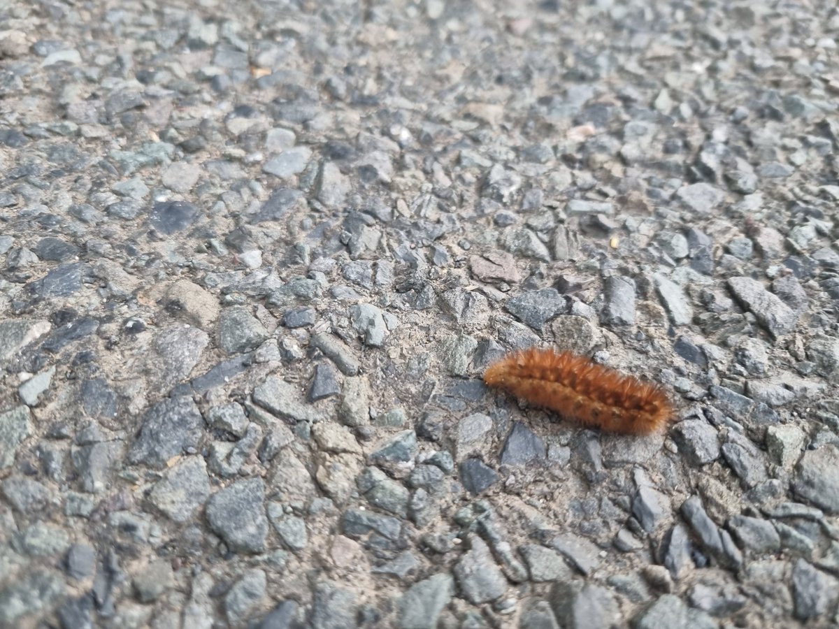 SAshleyMaguire's tweet photo. A mixed bag of footfalling techniques (walk, ppwerwalk, jog, run, stumble) used to get the #walkbeforework done, illustrating you get there in end🤩.
Nice to have the blinding morning sun back, aswell as different wildlife 🐛 #WeActiveChallenge2022 #AHPsActive @WeAHPs https://t.co/2gvM8pNDzW