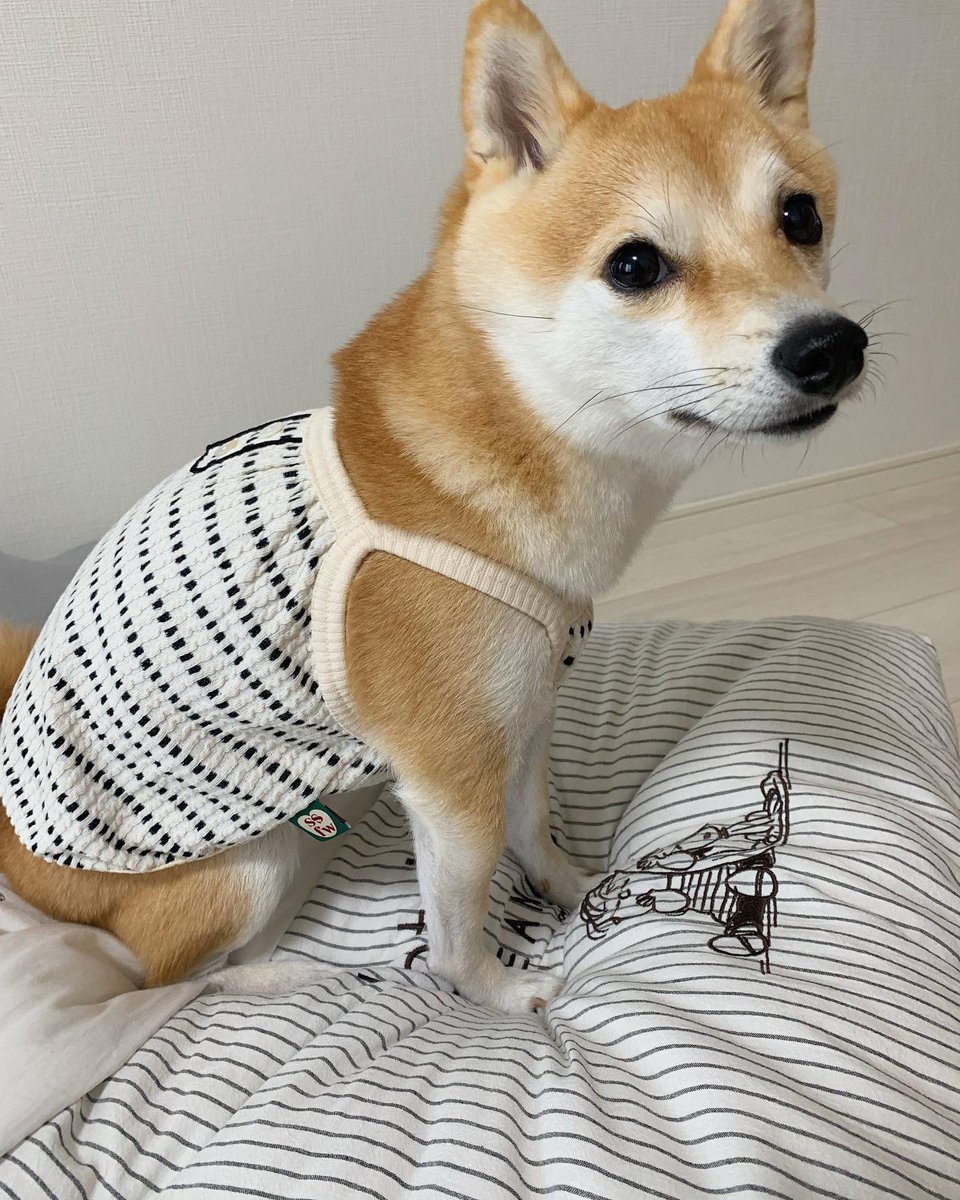 kinakoooo_0816's tweet photo. 誕プレとして頂いたお洋服🥹🫶ノースリーブ可愛い💓肩掛け丸の内OL風、カーディガンで素敵レディ風🌻 https://t.co/wUprjNrPYV