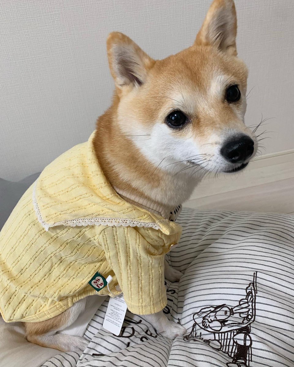 誕プレとして頂いたお洋服🥹🫶ノースリーブ可愛い💓肩掛け丸の内OL風、カーディガンで素敵レディ風🌻