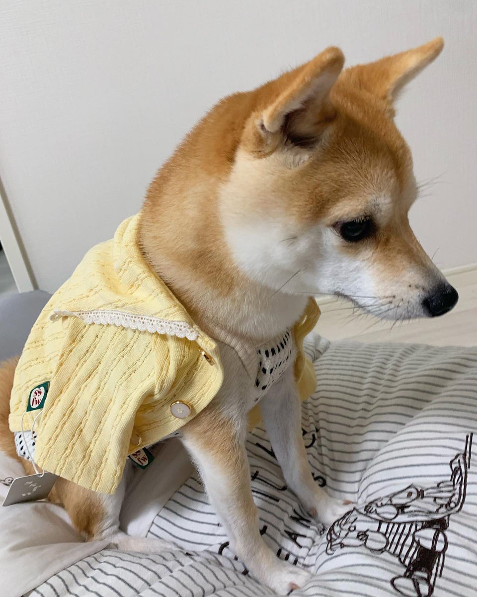 kinakoooo_0816's tweet photo. 誕プレとして頂いたお洋服🥹🫶ノースリーブ可愛い💓肩掛け丸の内OL風、カーディガンで素敵レディ風🌻 https://t.co/wUprjNrPYV