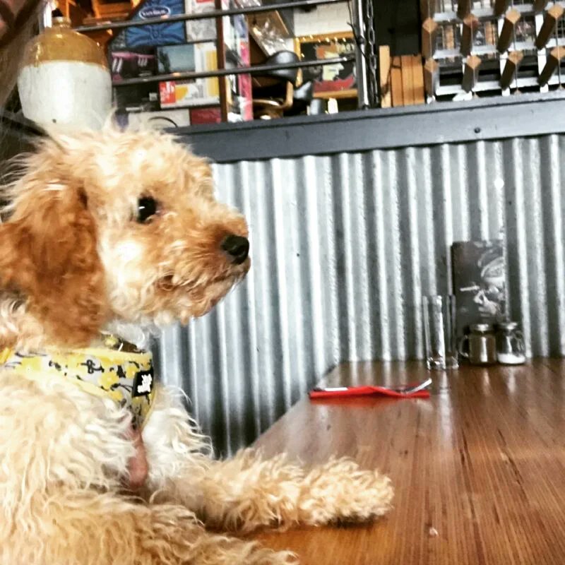 packthepooch's tweet photo. #dogfriendly restaurant, Dunmore Road, Co. Waterford. Dogs welcome inside. Dog treats and water bowls available. Pawrents can choose from slow cooked meats, fresh flat breads and more…
✨️ Link in bio ✨️
.
#dogfriendlyrestaurant #dogfriendlyireland #waterford #packthepooch https://t.co/S6X1VhaubX