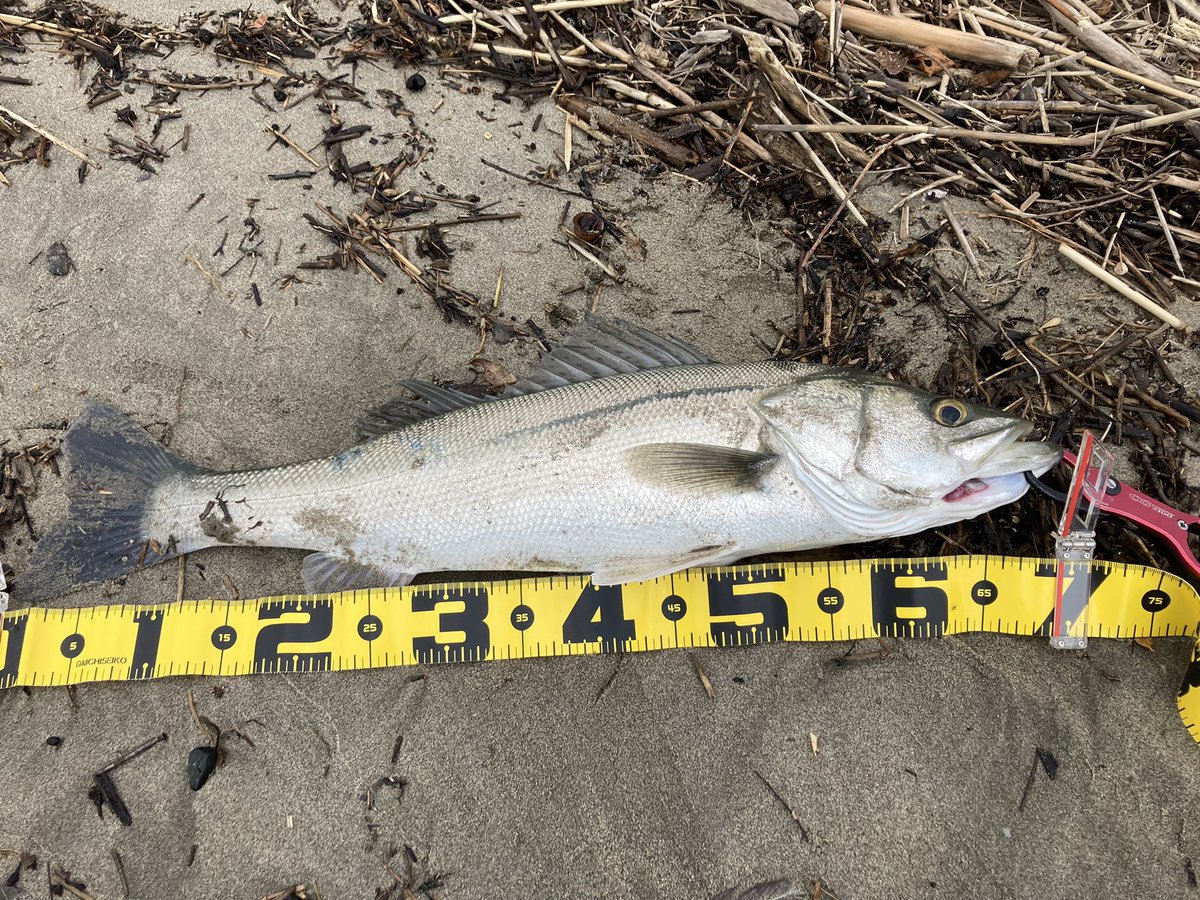 KAGELOU4's tweet photo. 違う魚だよね？

リリース後に同じポイントでスレ掛かり(ﾟoﾟ;; https://t.co/gv9ZynIlm7