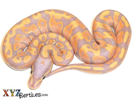 XYZReptiles's tweet photo. 🐍 2022 Bumblebee &amp; Banana Ball Pythons In Stock - https://t.co/Zz0RQuvhft
#XYZReptiles #BallPython #BabyBallPython #BallPythonMorph #PythonRegius #RoyalPython #Snake #Pets #Reptiles #BananaBallPython #BumblebeeBallPython https://t.co/m8YF5RDG1B