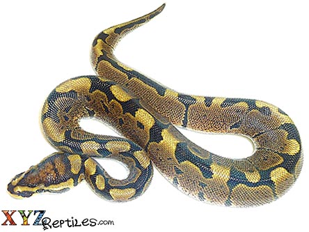 XYZReptiles's tweet photo. 🐍 2022 Bumblebee &amp; Banana Ball Pythons In Stock - https://t.co/Zz0RQuvhft
#XYZReptiles #BallPython #BabyBallPython #BallPythonMorph #PythonRegius #RoyalPython #Snake #Pets #Reptiles #BananaBallPython #BumblebeeBallPython https://t.co/m8YF5RDG1B