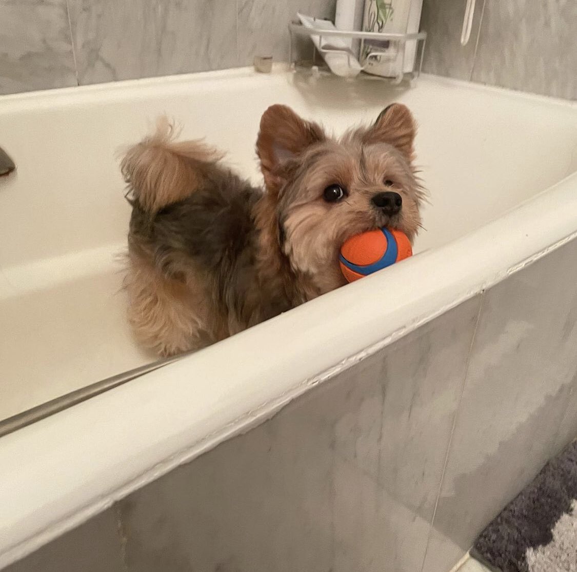 panqi92597447's tweet photo. Even if the mood in how bad, see you all kinds of naughty, their mood will immediately disappear, love you to death #newyorkpet #yorkshireterrier #pet #dog #puppyface #yorkieboy #pomsky #pommix #pets #yorkie #yorkiepom #yorkiepuppy #yorkiepoo #yorkipom #yoranias #yoranias https://t.co/GN2lnso3DV
