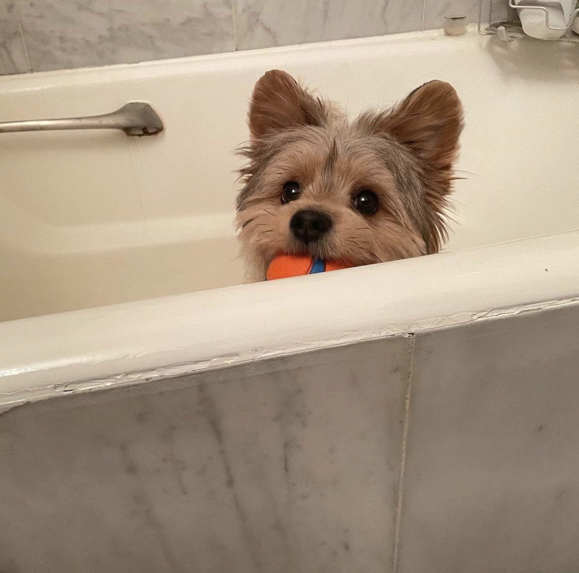 panqi92597447's tweet photo. Even if the mood in how bad, see you all kinds of naughty, their mood will immediately disappear, love you to death #newyorkpet #yorkshireterrier #pet #dog #puppyface #yorkieboy #pomsky #pommix #pets #yorkie #yorkiepom #yorkiepuppy #yorkiepoo #yorkipom #yoranias #yoranias https://t.co/GN2lnso3DV